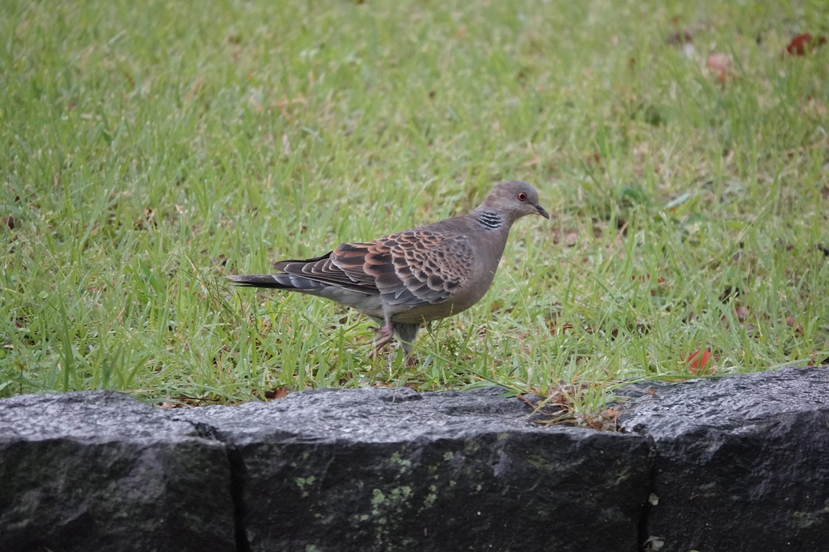 Oriental Turtle-Dove - ML645324839