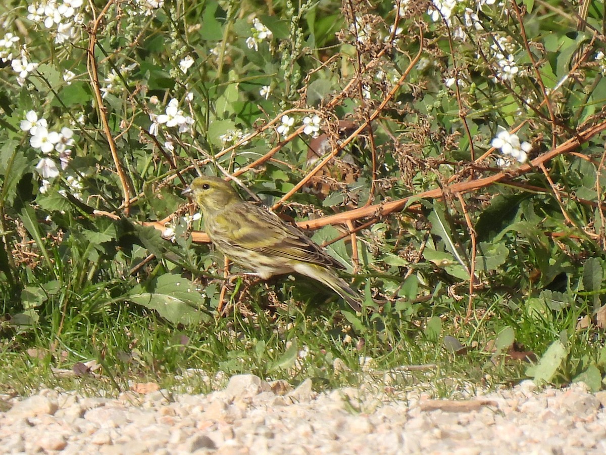 European Serin - ML645324844