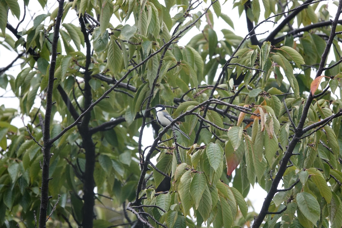 Asian Tit - ML645324845