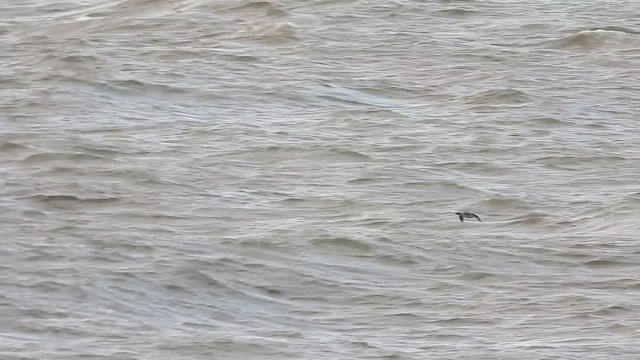 Tarakdiş - ML645324846