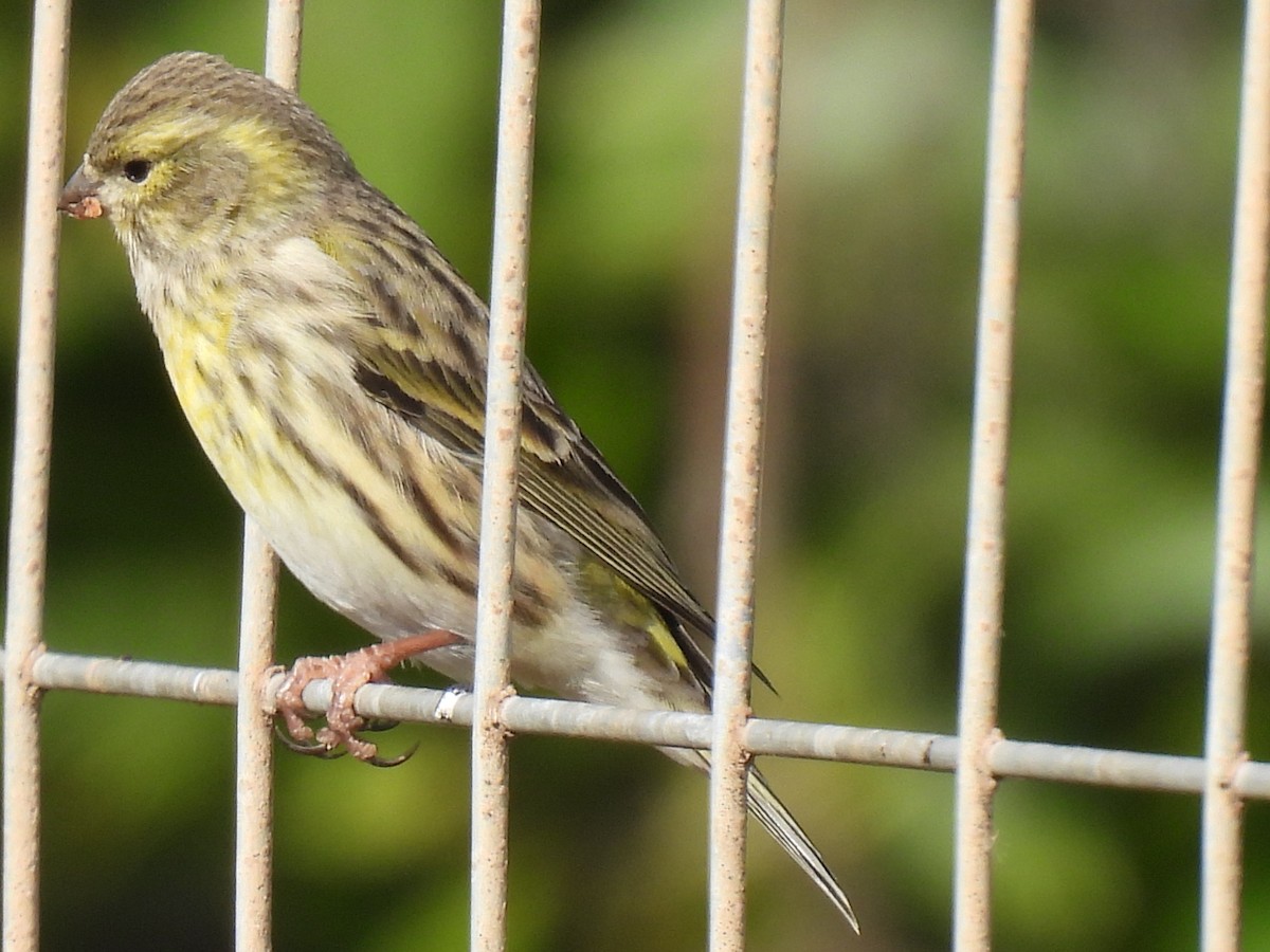 European Serin - ML645324852