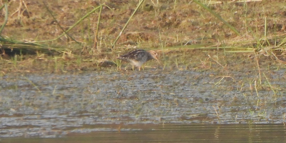 Common Snipe - ML645324856