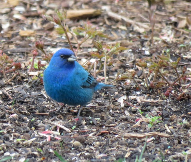 Indigo Bunting - ML645324860