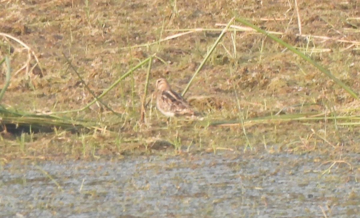 Common Snipe - ML645324861