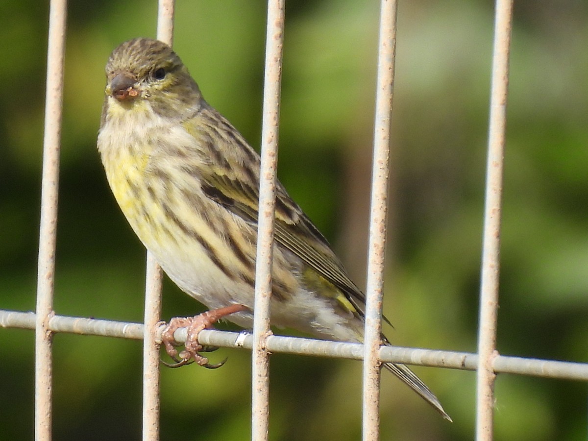 European Serin - ML645324862