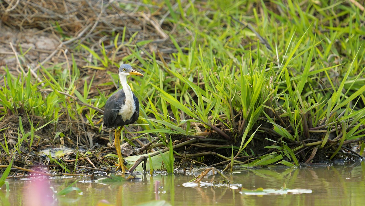 Pied Heron - ML645324863