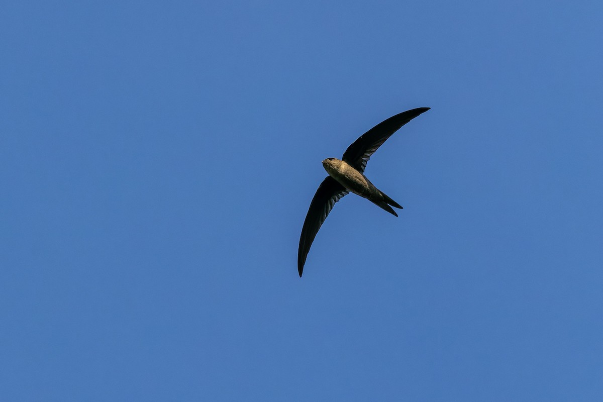 Bengalensegler - ML645324871