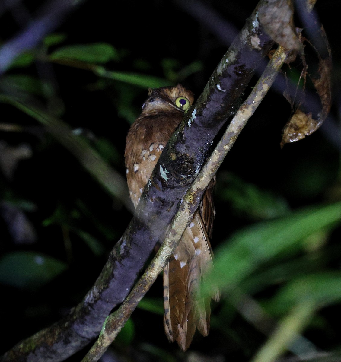 Rufous Potoo - ML645324872