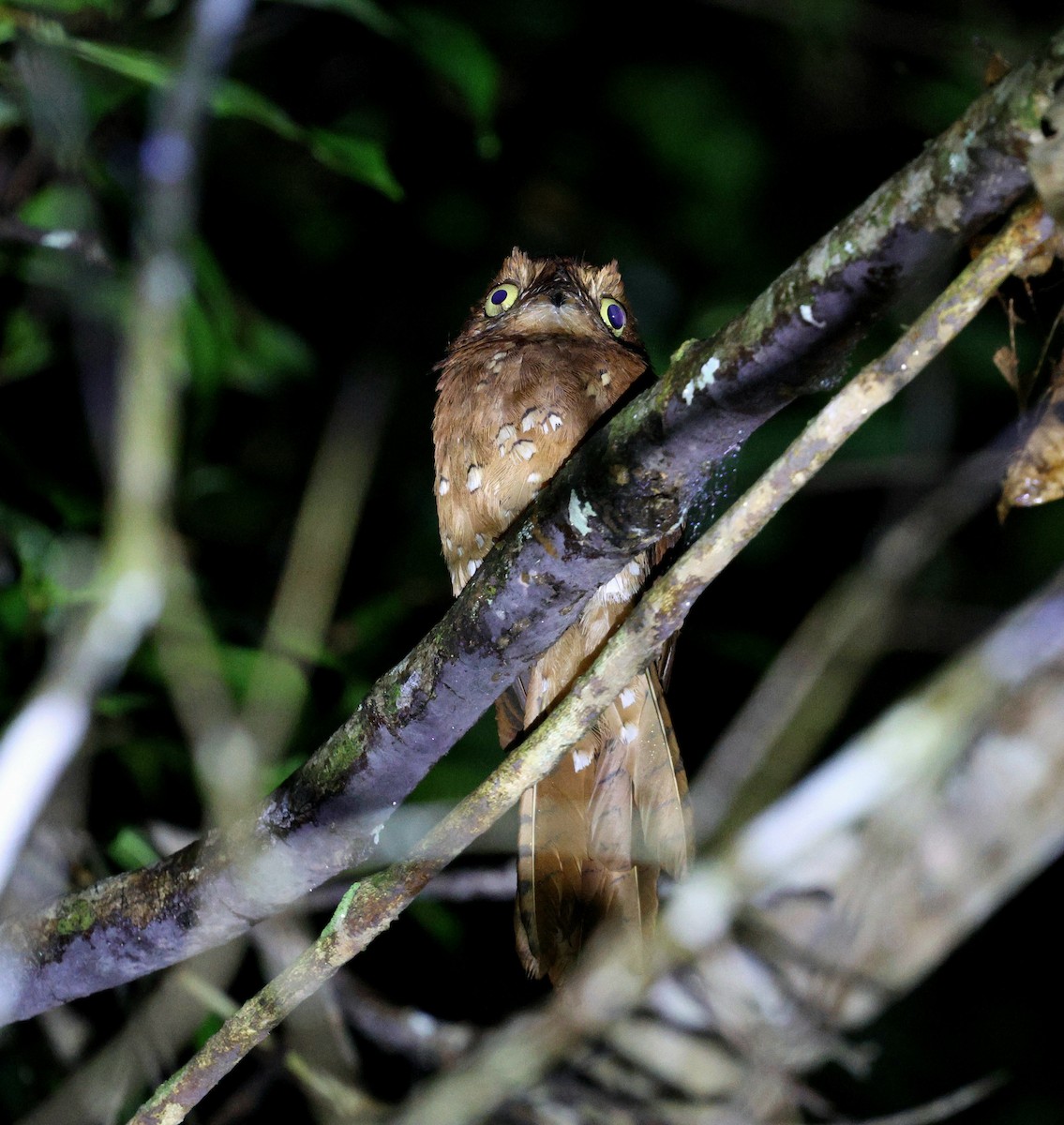 Rufous Potoo - ML645324873