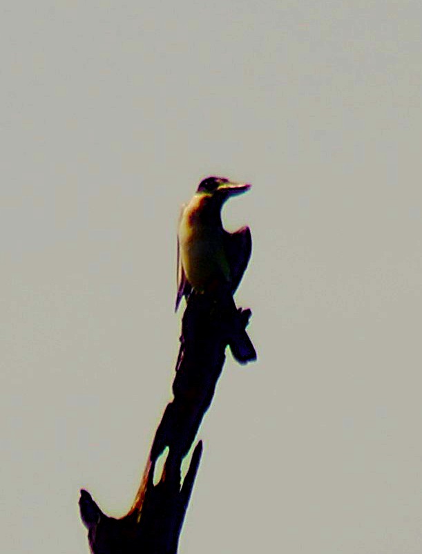 Аистоклювый гуриал - ML645324876