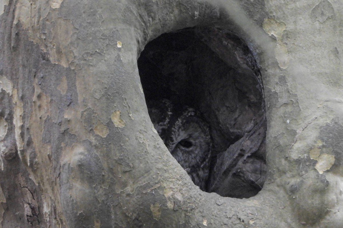 Chouette hulotte - ML645324903