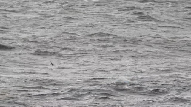 Telkuyruk - ML645324910