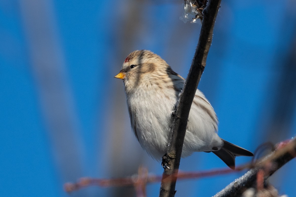 Redpoll - ML645324917