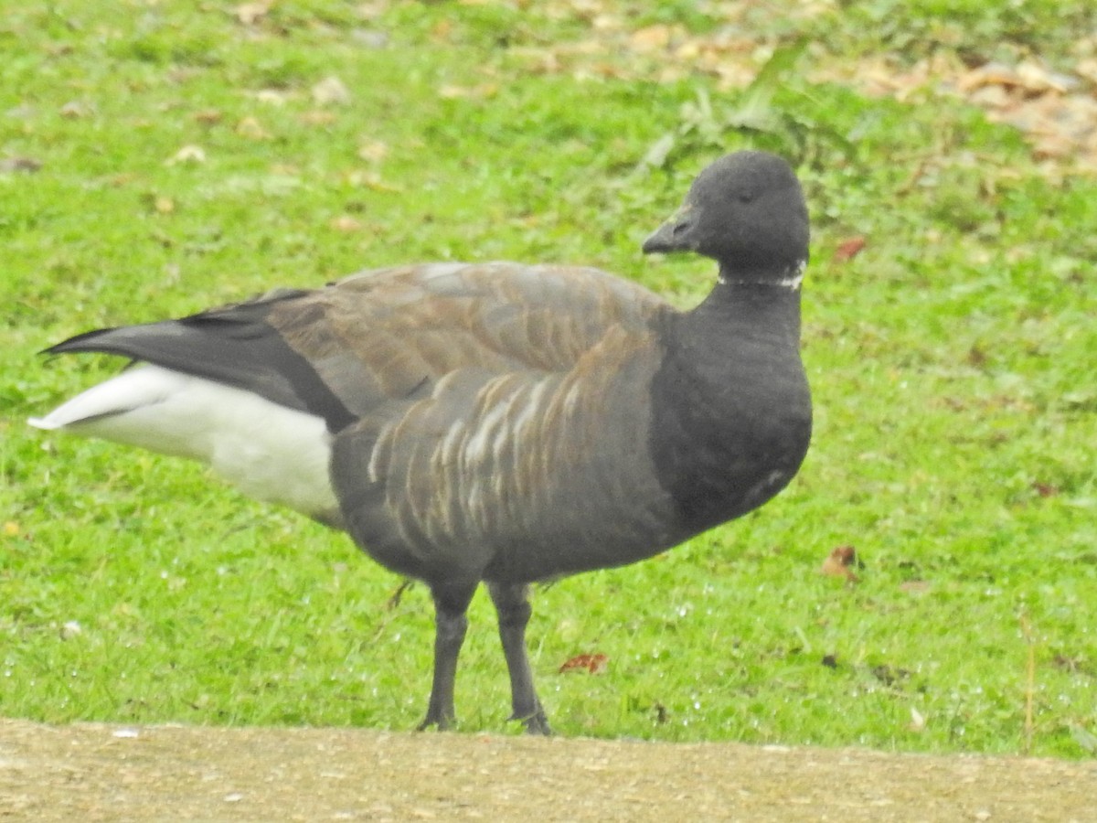Brant - ML645324925