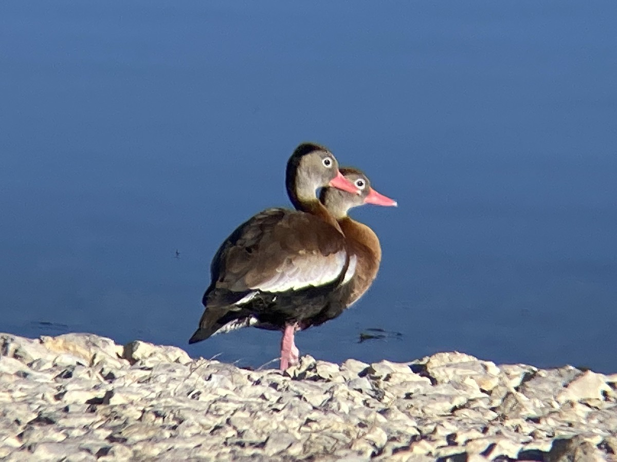 Black-bellied Whistling-Duck - ML645324933