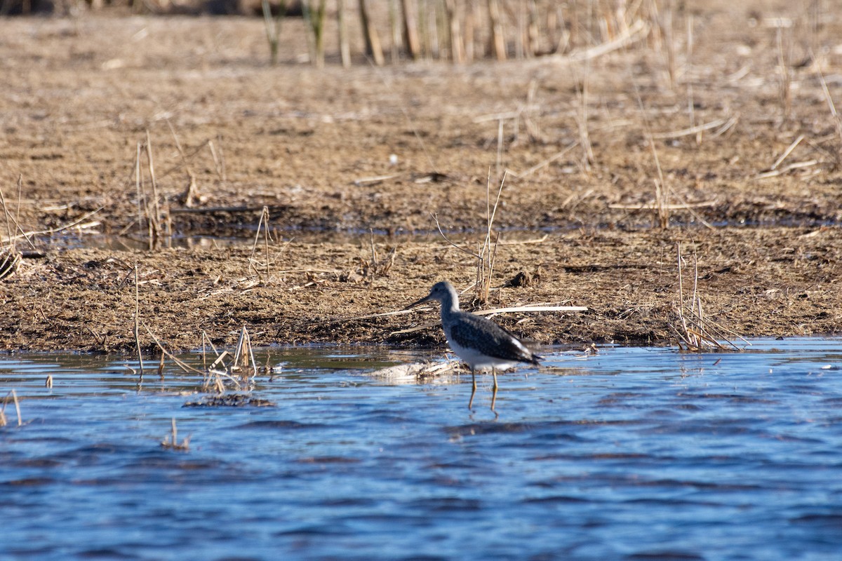 Greater Yellowlegs - ML645324938