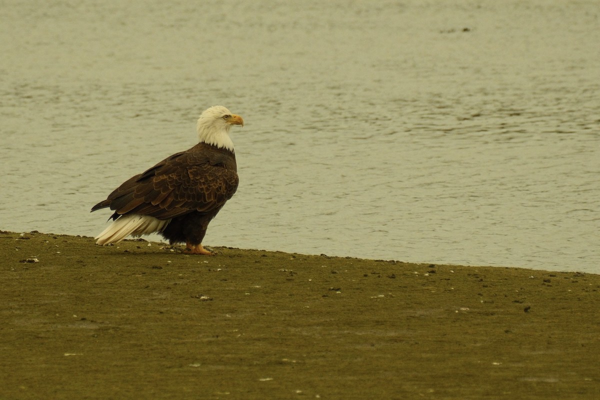 Pygargue à tête blanche - ML645324940