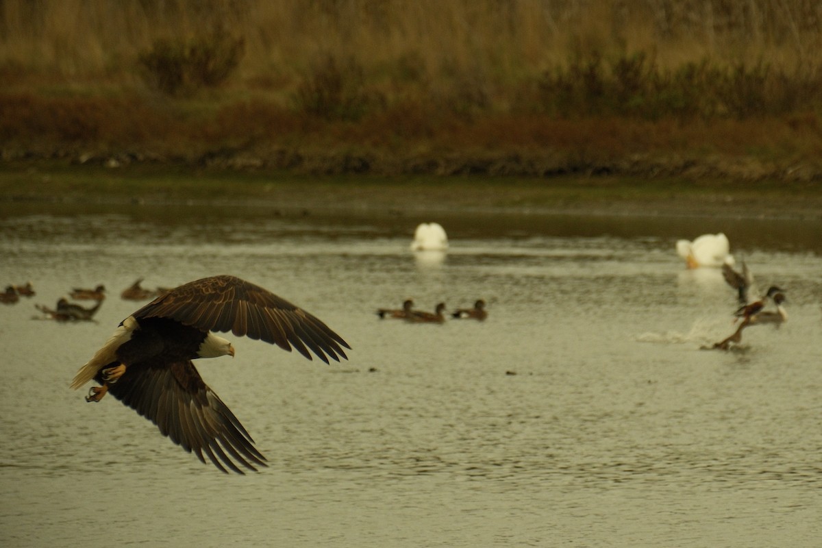 Pygargue à tête blanche - ML645324941