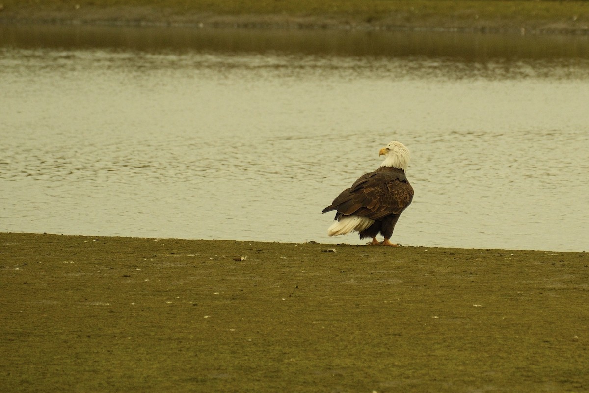 Pygargue à tête blanche - ML645324942