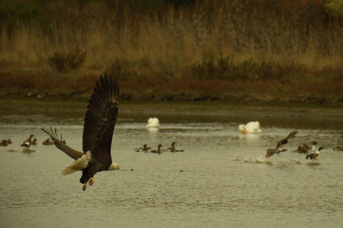 Pygargue à tête blanche - ML645324943