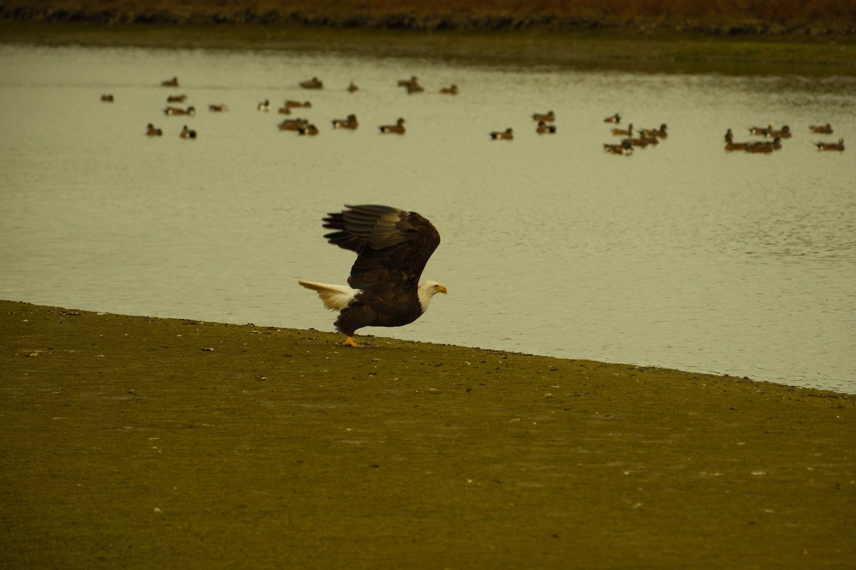 Pygargue à tête blanche - ML645324944