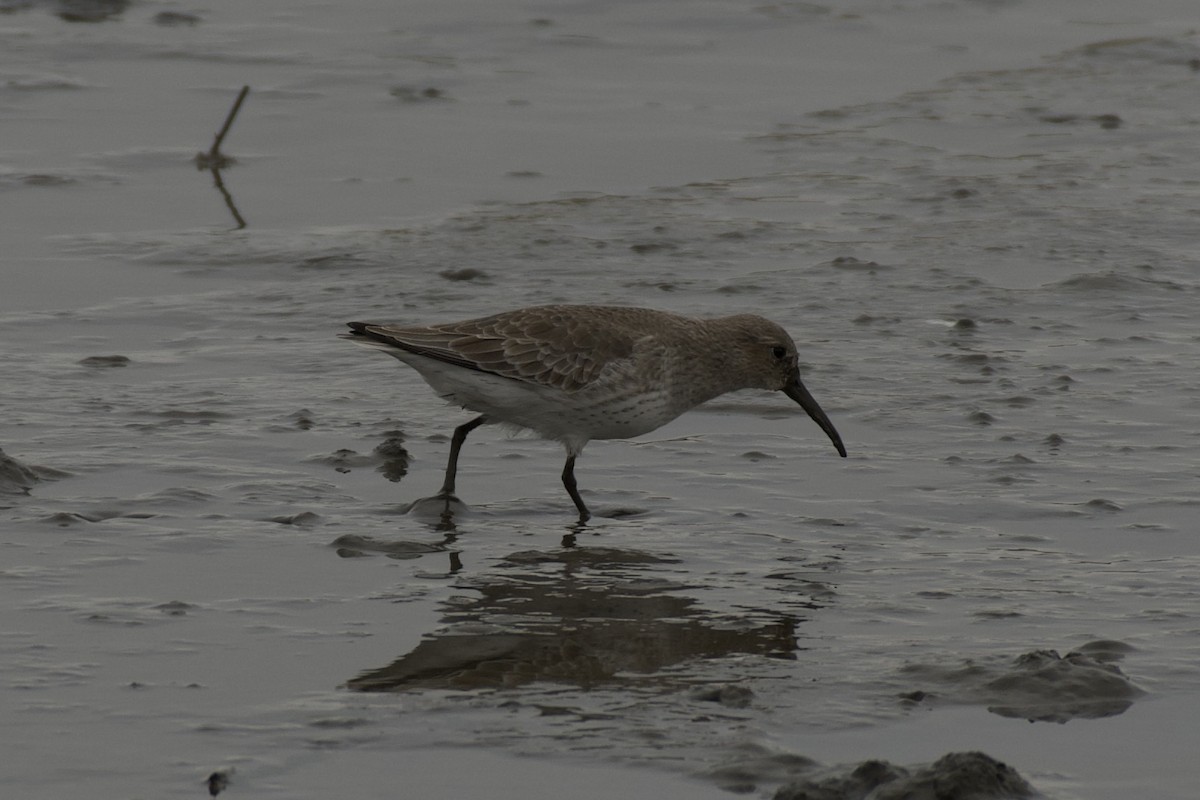 jespák obecný - ML645324953