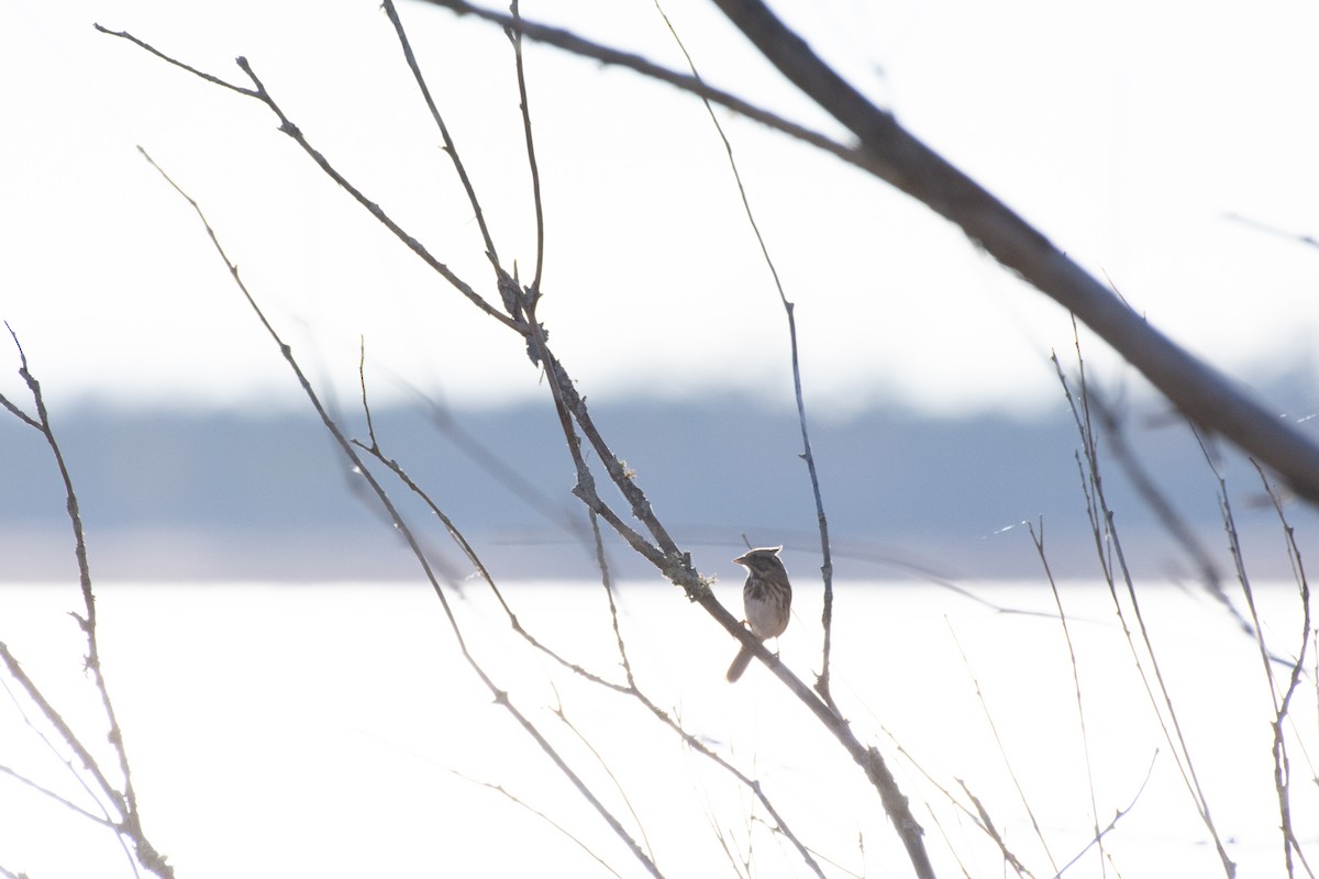 Song Sparrow - ML645324954