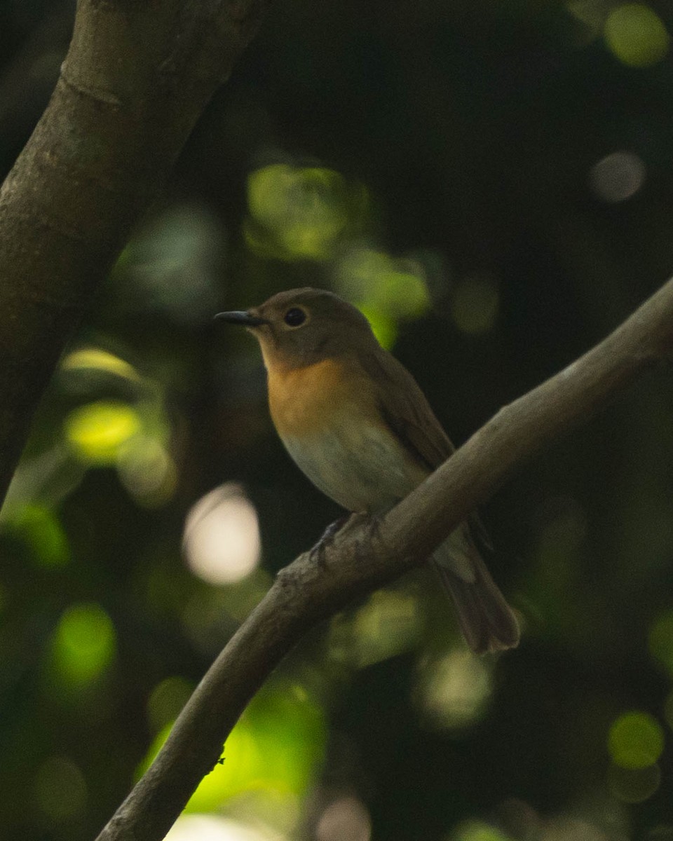 Blue-throated Flycatcher - ML645324955