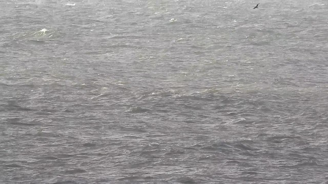 Büyük Korsanmartı - ML645324959