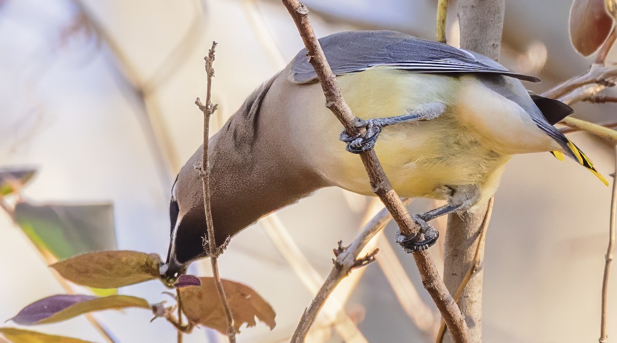 Cedar Waxwing - ML645324964
