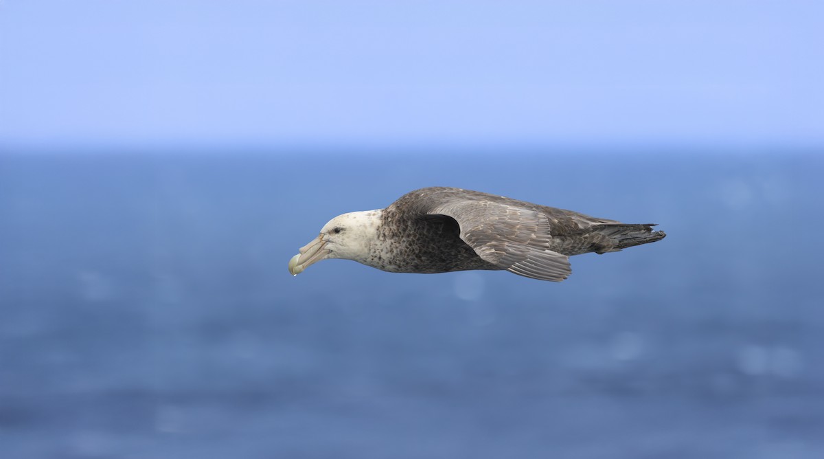 סערון-ענק דרומי - ML645324972