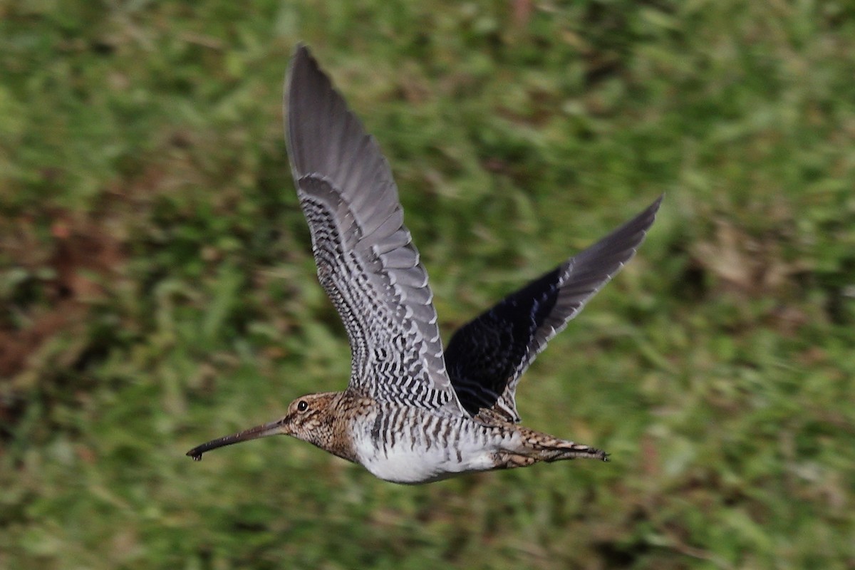 Wilson's Snipe - ML645324974