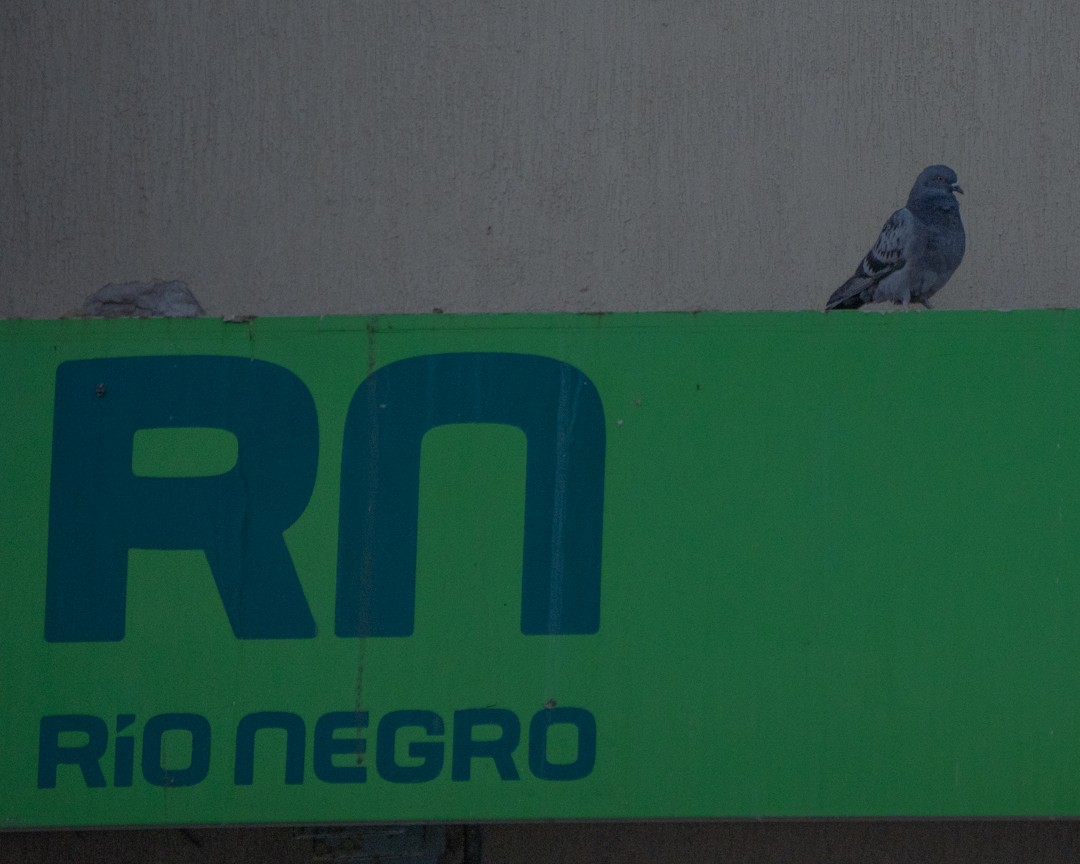 Rock Pigeon (Feral Pigeon) - ML645324976