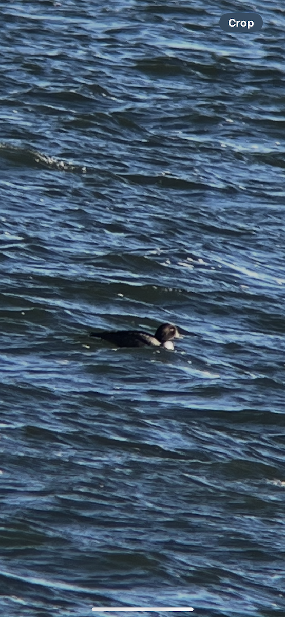 Barrow's Goldeneye - ML645324979