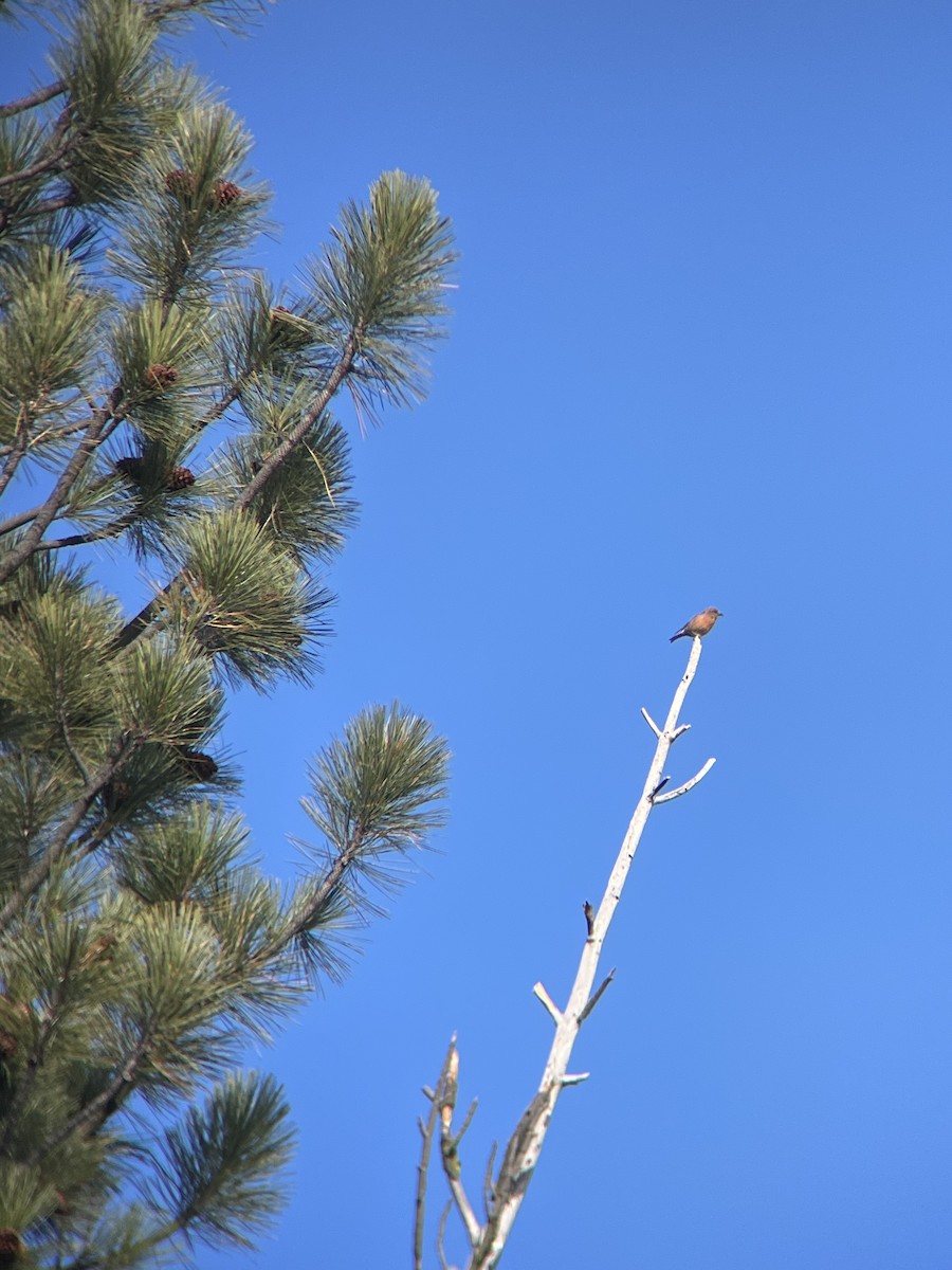 Red Crossbill - ML645324986