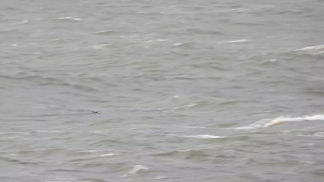 Kızıl Gerdanlı Dalgıç - ML645324988