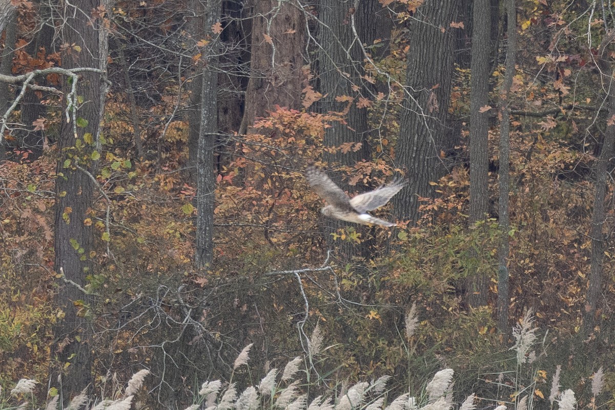Northern Harrier - ML645325001