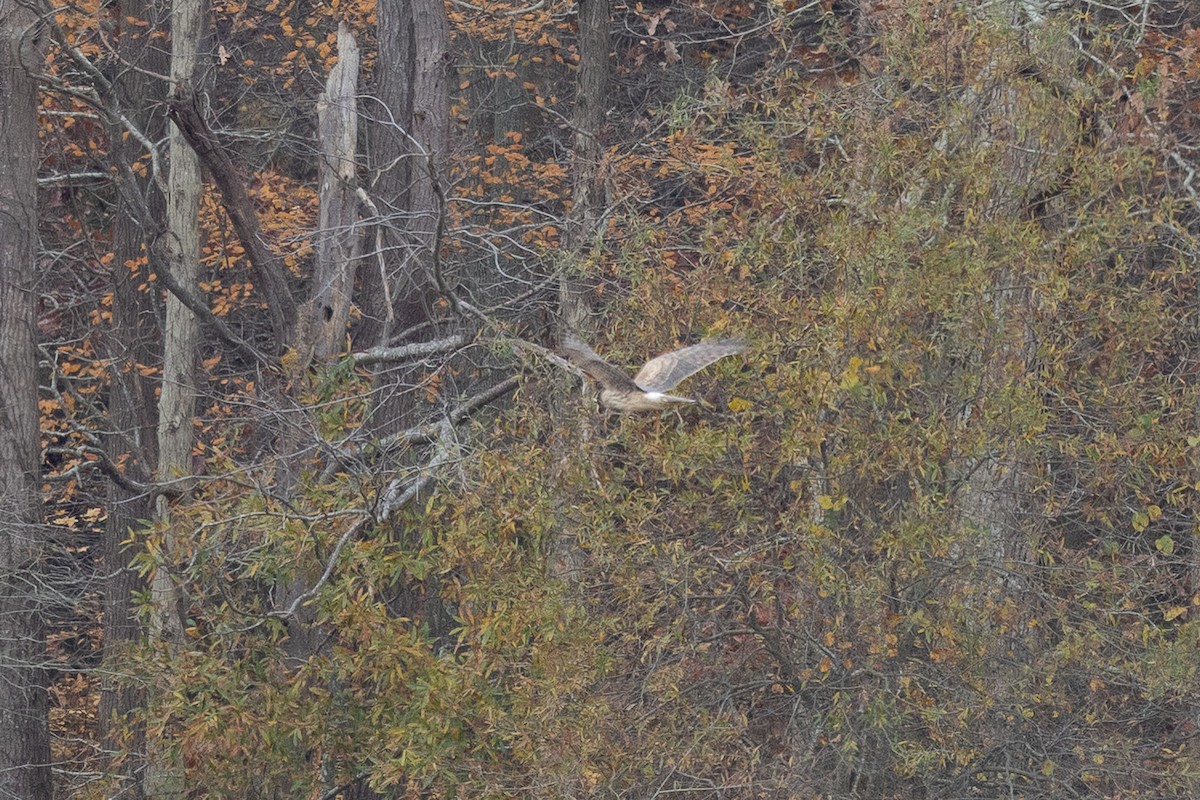 Northern Harrier - ML645325002