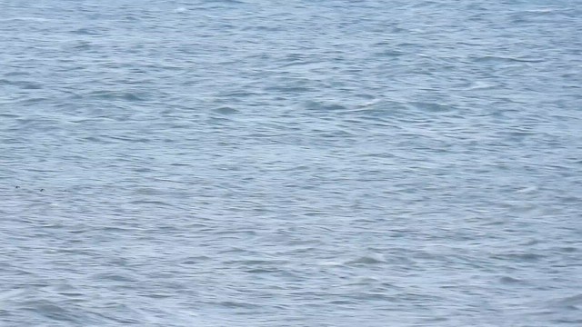 Telkuyruk - ML645325013