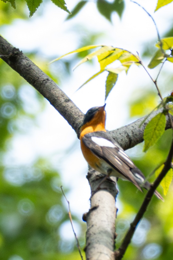 白眉黃鶲 - ML645325030