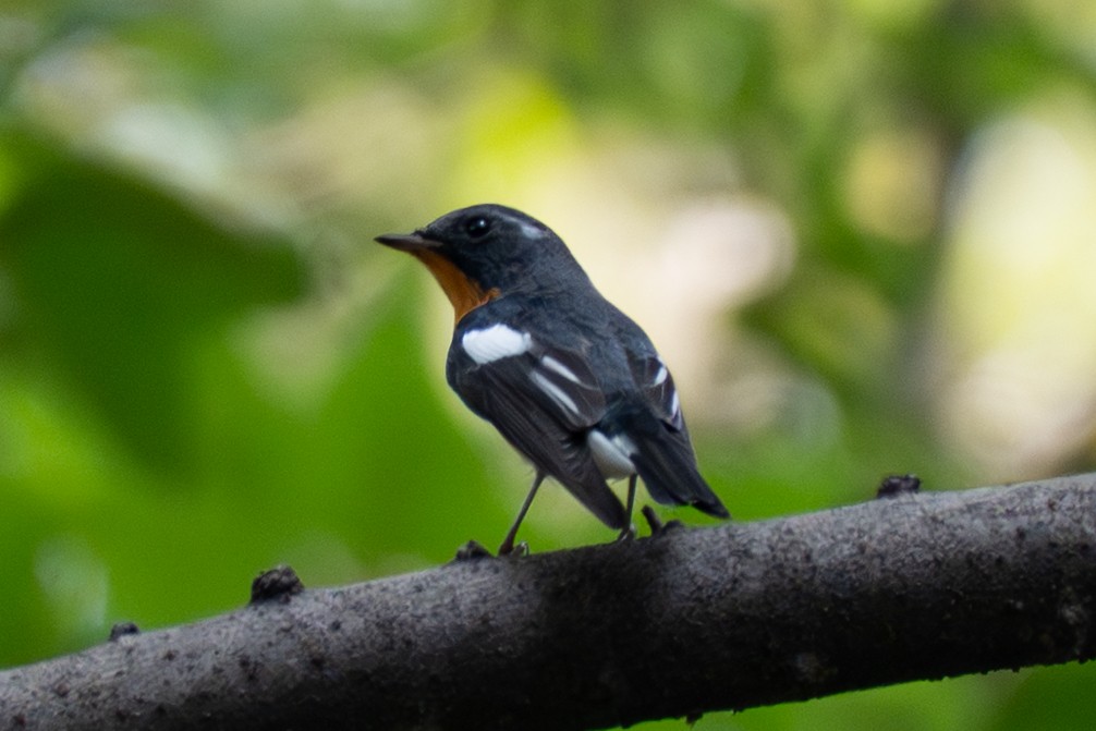 白眉黃鶲 - ML645325031