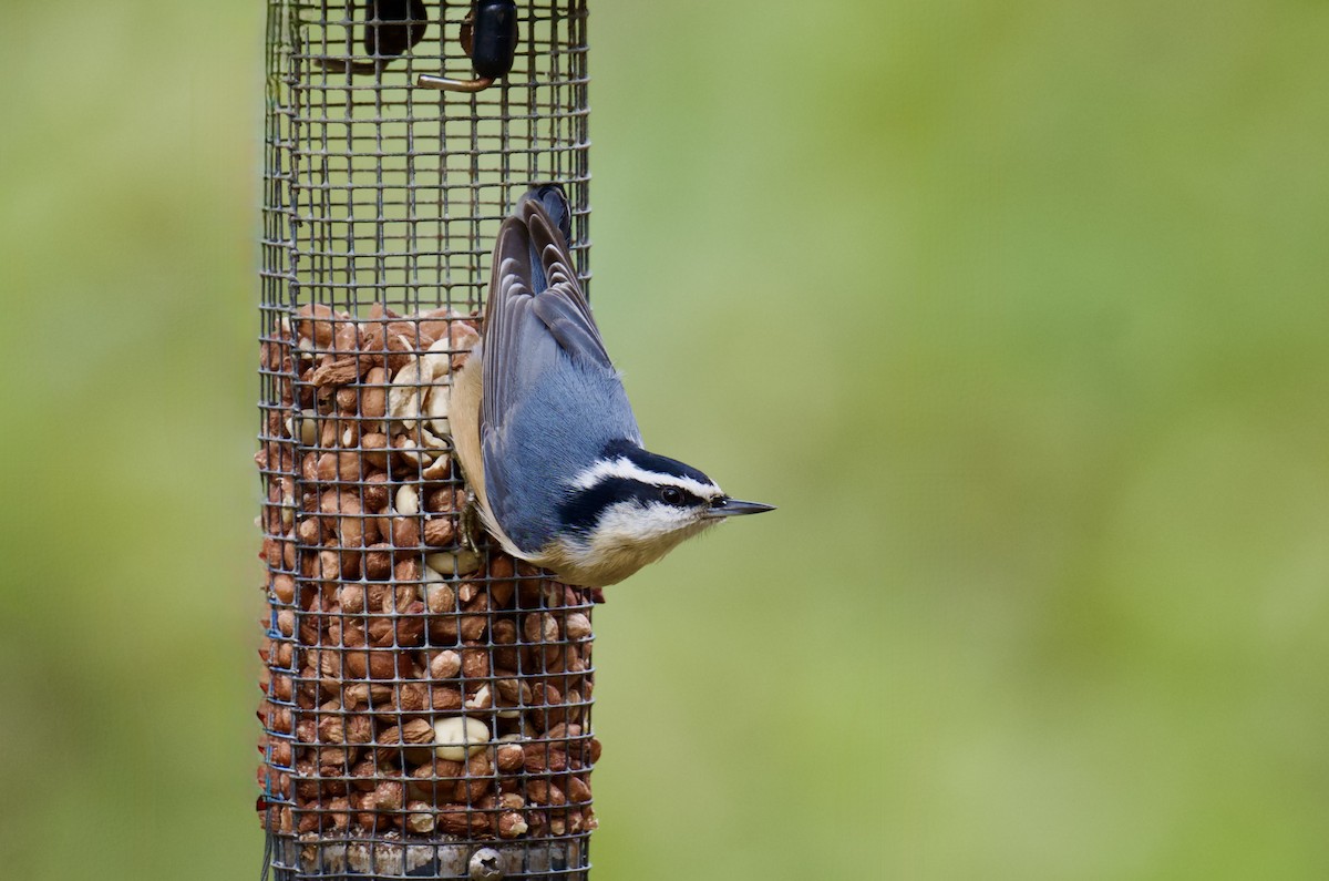 Red-breasted Nuthatch - ML645325033