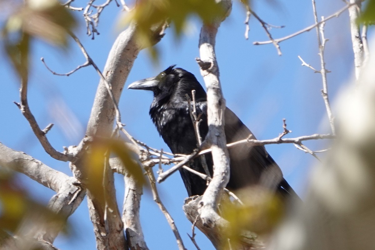 Common Raven - ML645325034
