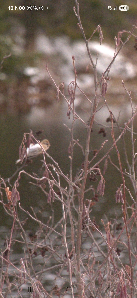 普通朱頂雀 - ML645325035