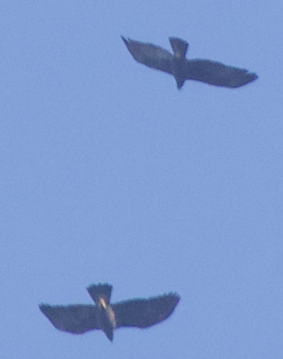 金鵰 - ML645325036