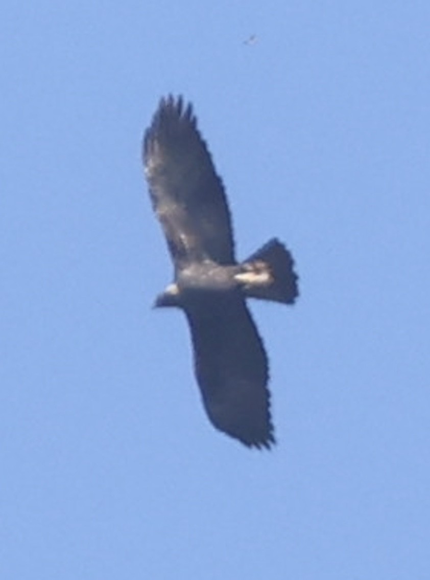 金鵰 - ML645325037