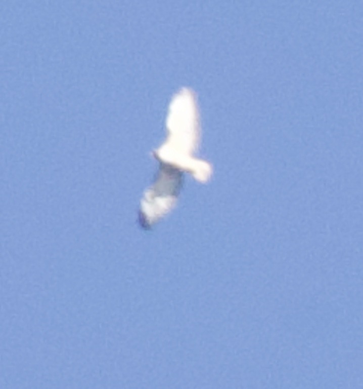 金鵰 - ML645325039