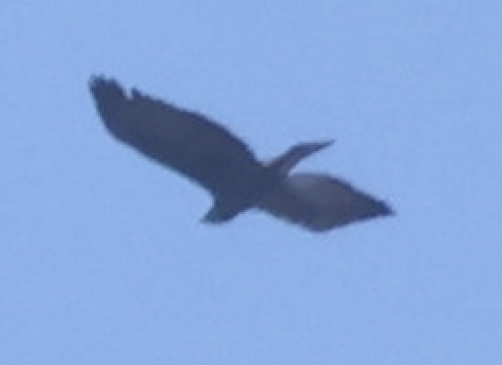 金鵰 - ML645325040