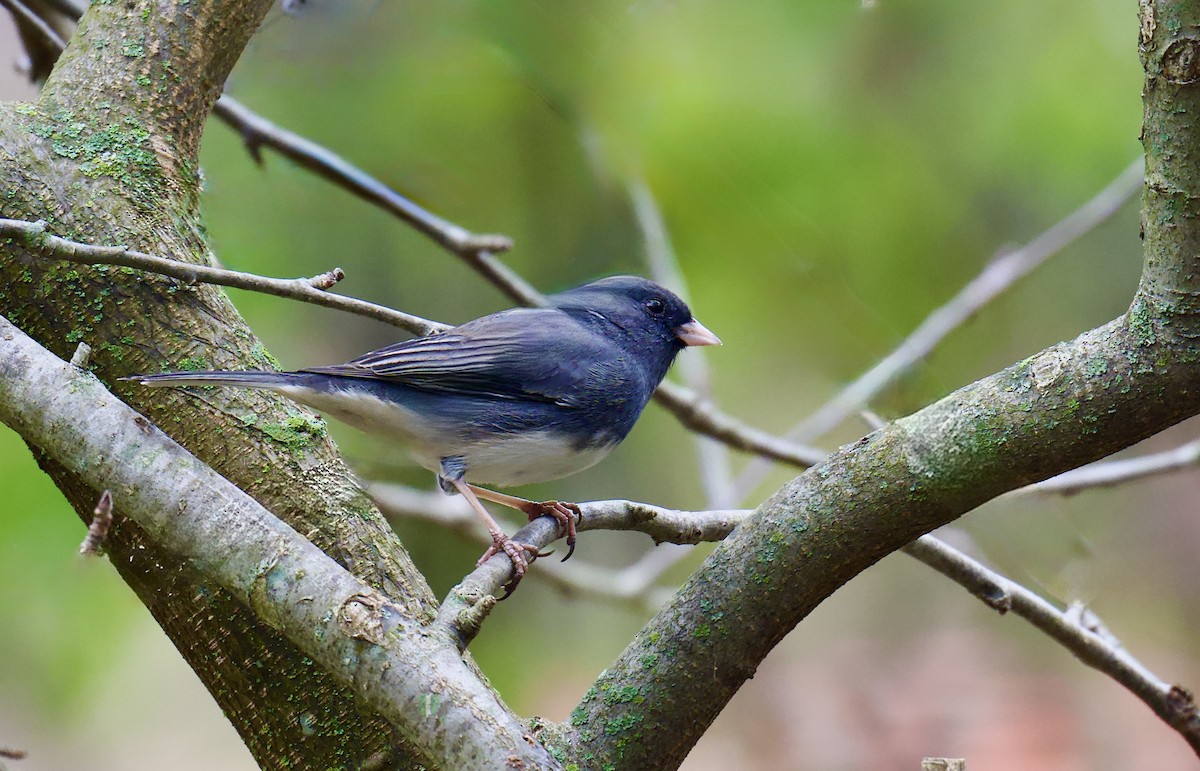 Dark-eyed Junco - ML645325041