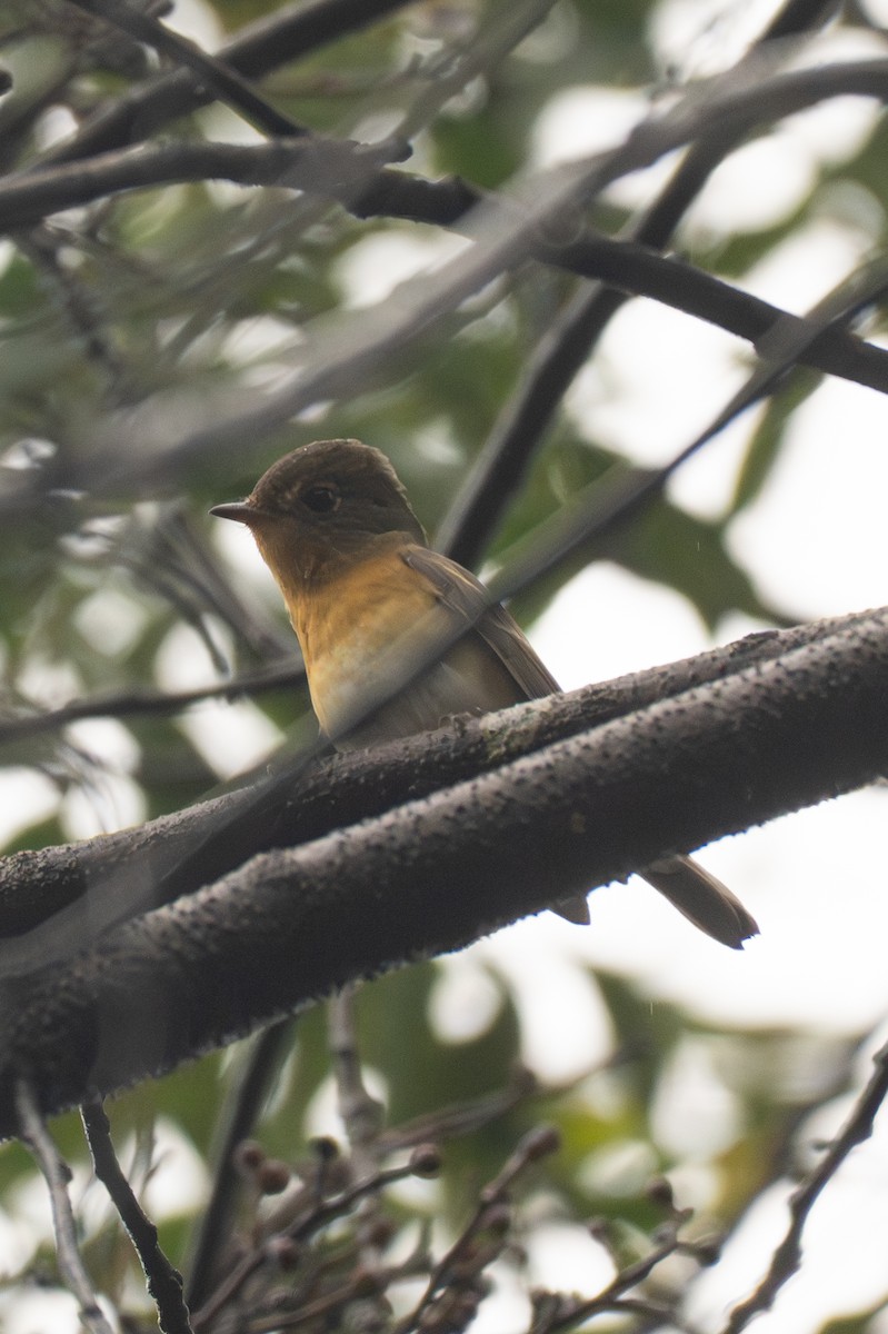 白眉黃鶲 - ML645325042